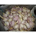 Garlic New Crop 2019